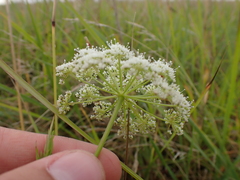 Conioselinum tataricum