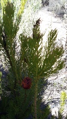 Leucadendron teretifolium