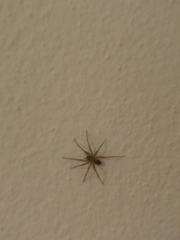 Tegenaria domestica