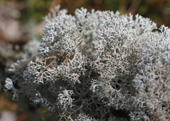 Cladonia stellaris