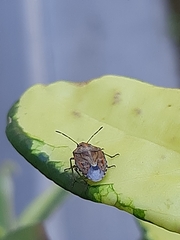 Holcogaster fibulata