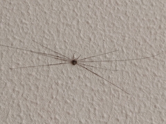 Dicranopalpus ramosus