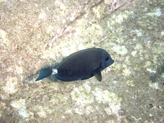 Prionurus microlepidotus