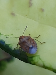 Holcogaster fibulata