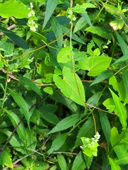 Fallopia
