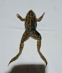 Pelophylax ridibundus