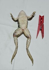 Pelophylax ridibundus