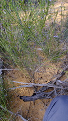 Comesperma scoparium
