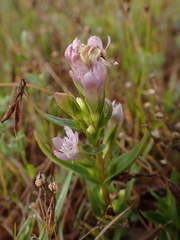 Gentianella uliginosa