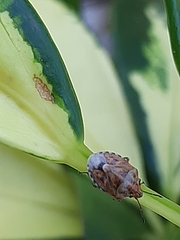 Holcogaster fibulata