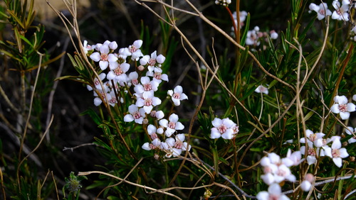Image of Boronia cymosa by (c) Peter Crowcroft, some rights reserved (CC BY)