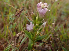 Gentianella uliginosa