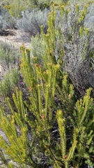 Leucadendron teretifolium