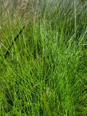 Eleocharis atricha