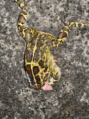 Sclerophrys pantherina