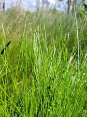 Eleocharis atricha