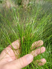 Eleocharis atricha