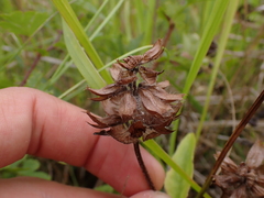 Prunella grandiflora