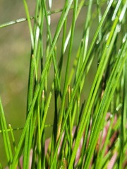 Eleocharis atricha