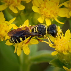 Ectemnius decemmaculatus