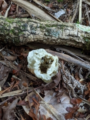 Ileodictyon cibarium