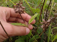 Prunella grandiflora