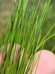 Eleocharis atricha