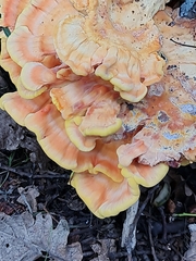 Laetiporus sulphureus