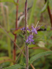 Veronica spicata