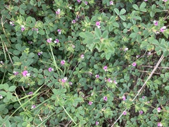 Kummerowia stipulacea