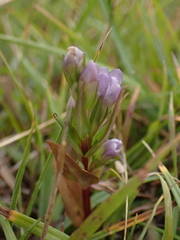 Gentianella uliginosa