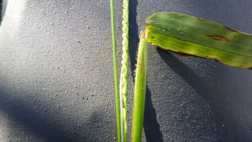 Paspalum nutans observed 2022-08-26