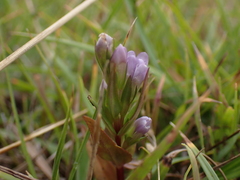 Gentianella uliginosa