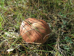 Chroogomphus rutilus