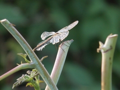 Sympetrum flaveolum