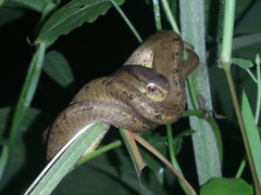 Pareas carinatus