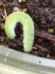 Pieris rapae