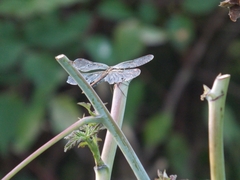 Sympetrum flaveolum