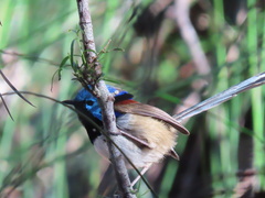 Malurus lamberti