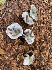 Russulaceae