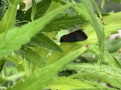 Galgula