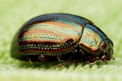 Chrysolina americana