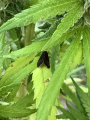 Galgula