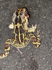 Sclerophrys pantherina