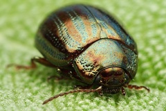 Chrysolina americana