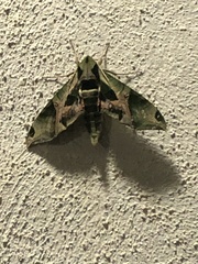 Eumorpha pandorus
