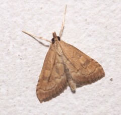 Udea fulvalis
