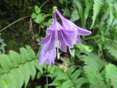 Hosta sieboldii