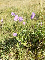 Knautia dipsacifolia