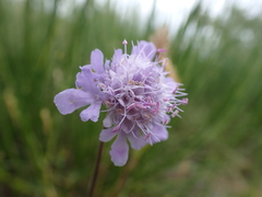 Scabiosa canescens
